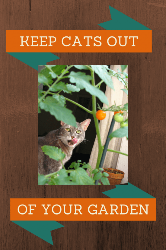 Humane Ways to Keep Cats Out of Your Garden