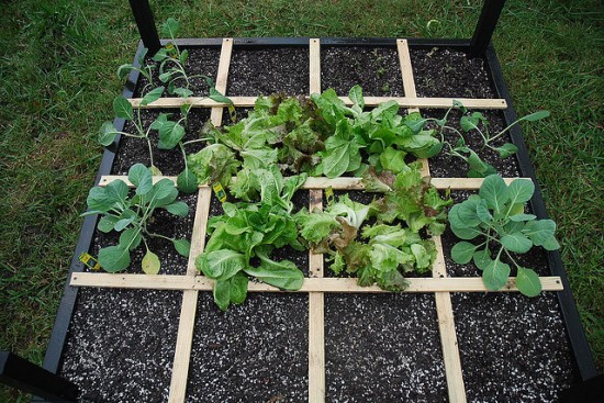 Square foot gardening method