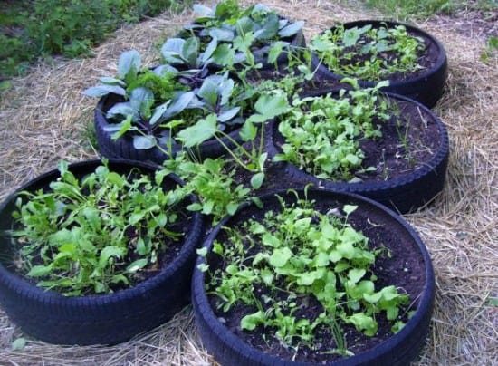 tire garden