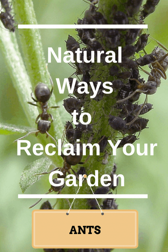 How To Get Rid Of Ants In My Garden Beds How To Get Rid Of Ants In My Garden Beds