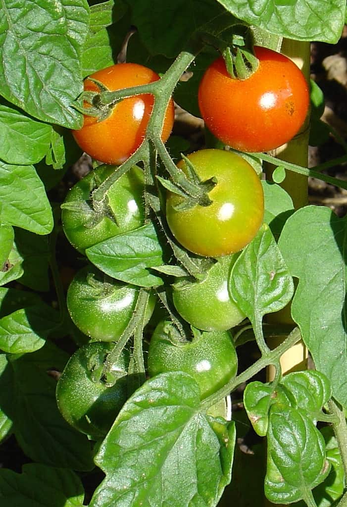 Growing Tomato Plants From Cuttings Bildungsburgertum Organic Gardening Columbia Mo