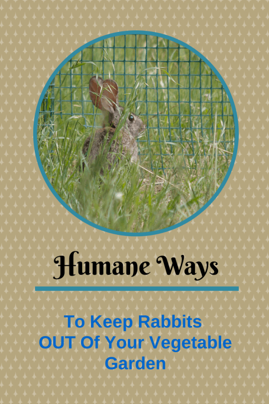 4 Humane Ways to Keep Rabbits Out Of The Garden