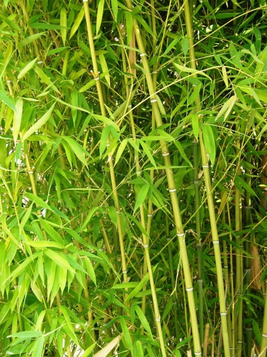 How to Get Rid of Invasive Bamboo