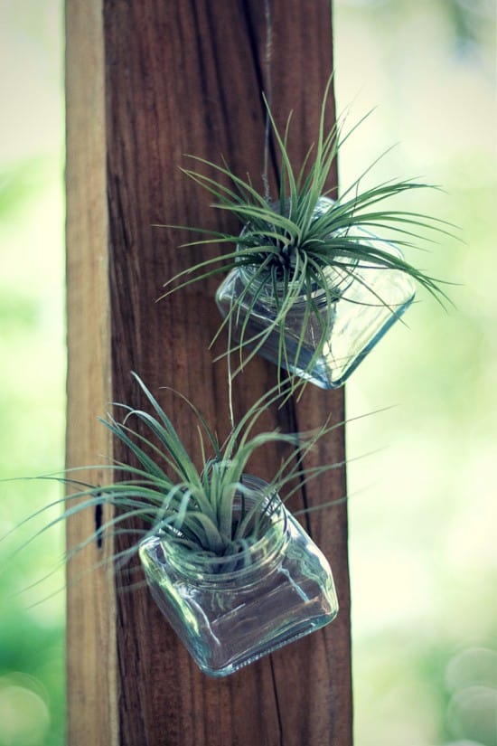 How to Grow Air Plants