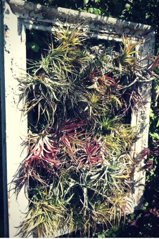 How to Grow Air Plants