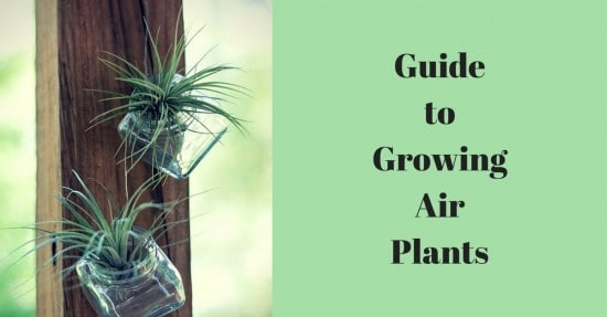 how to grow air plants how to grow air plants