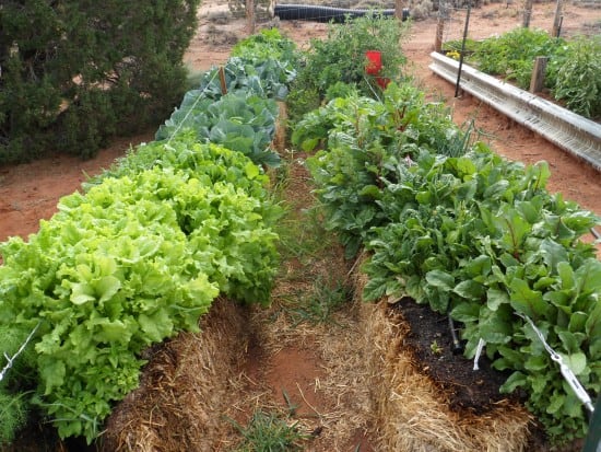 straw bale vegetable garden