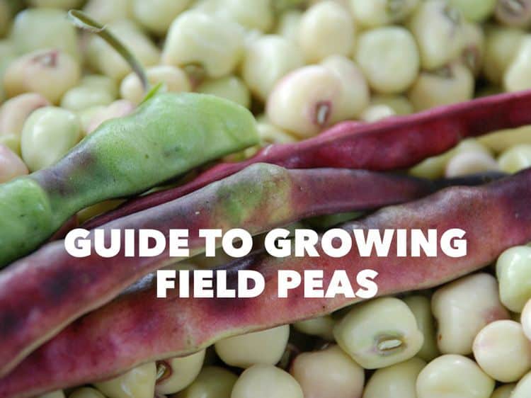 Guide To Growing Southern (Field) Peas