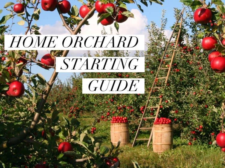 Complete Guide to Starting a Home Orchard Apples, Pears, Cherries