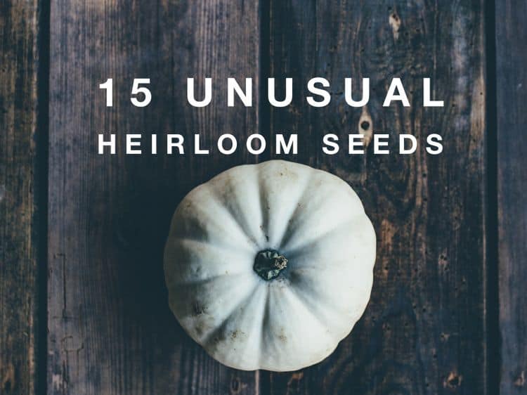15 Fun and Unusual Heirloom Seeds