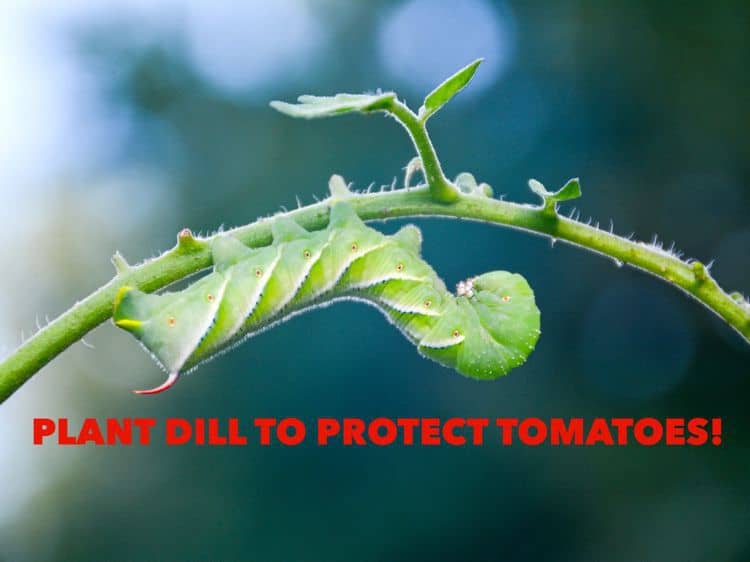 Keep Tomato Hornworms Away with a Sacrificial Dill Plant