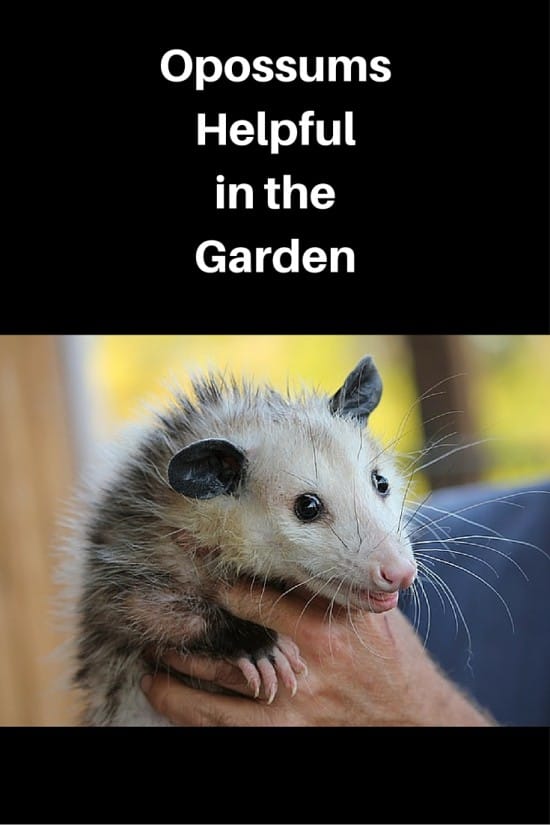 Actually, Opossums are the Good for the Garden