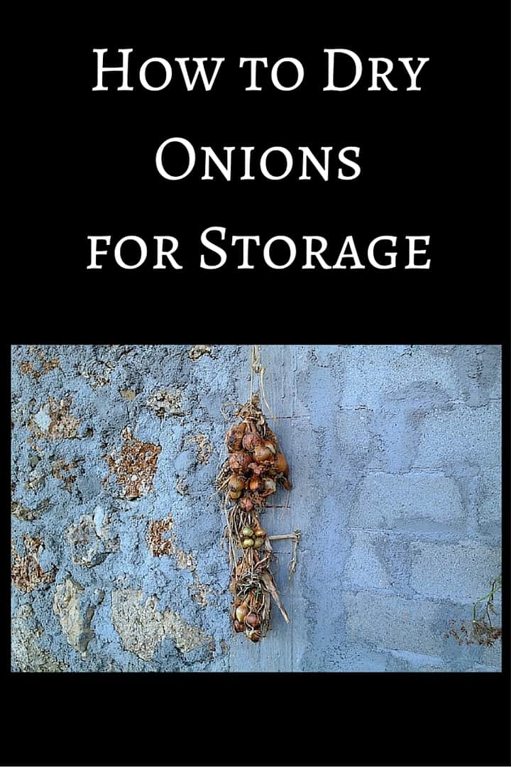How to Dry Onions For Storage