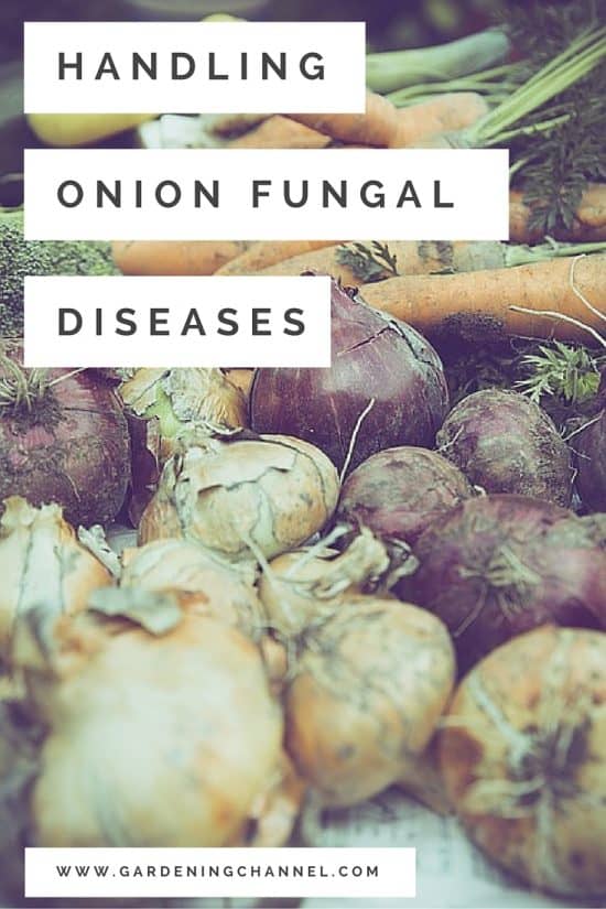 Handling Two Common Onion Fungal Diseases
