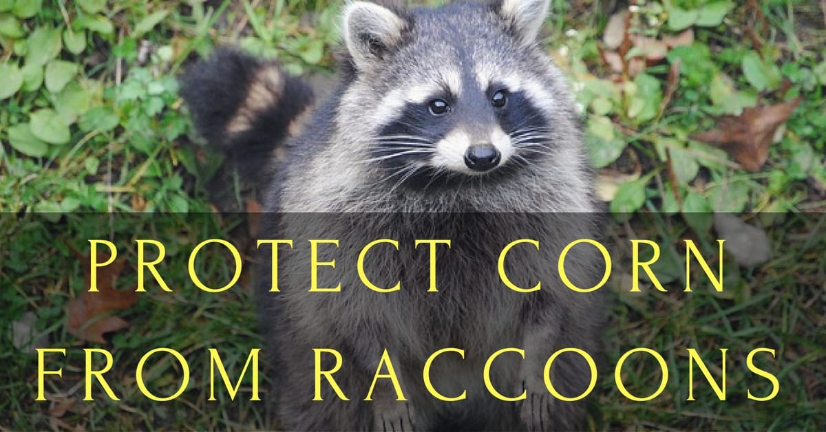 Protect Corn From Raccoons: Even Learn a Trick with Squash Plants