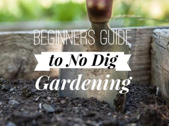 No Dig Vegetable Gardening for Beginners
