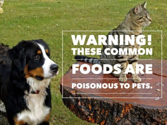 List of Common Household Foods That Are Toxic to Dogs and Cats
