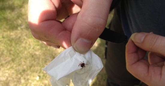 How to Keep Ticks Out of Your Yard and Garden