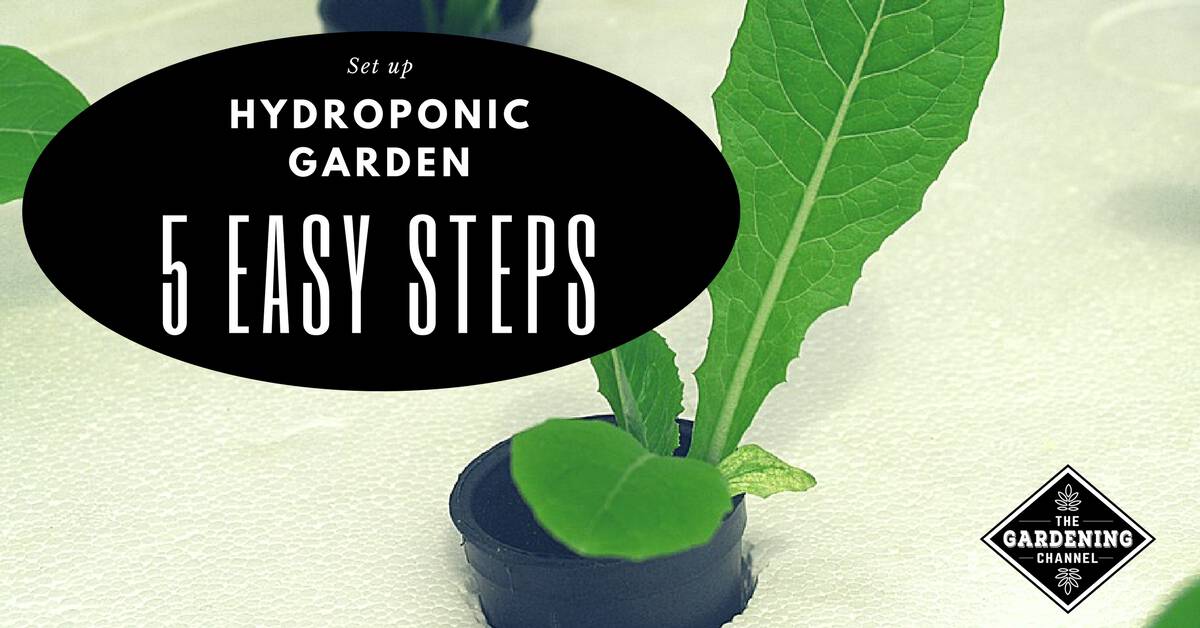 Beginner S Guide To Hydroponic Gardening Gardening Channel
