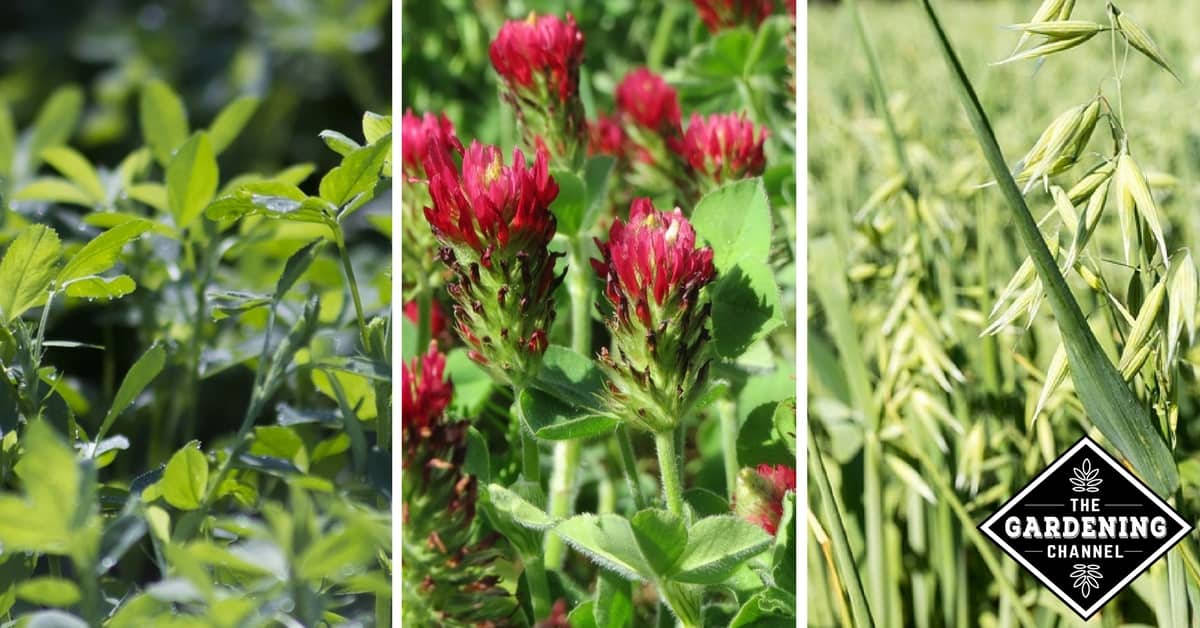 Cover Crops For The Backyard Garden Gardening Channel