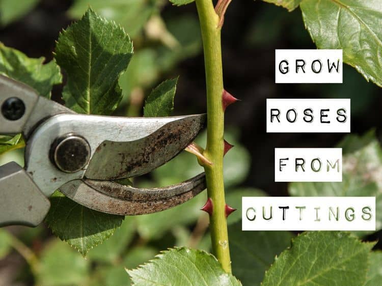 Grow Roses from Cuttings: 2 Best Ways to Propagate! - A Piece Of Rainbow