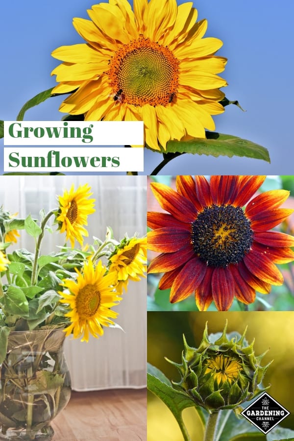 How to grow sunflowers