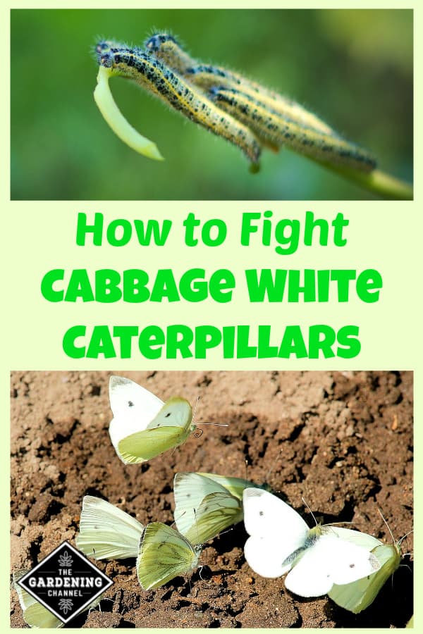 How To Fight Cabbage White Caterpillars - Gardening Channel