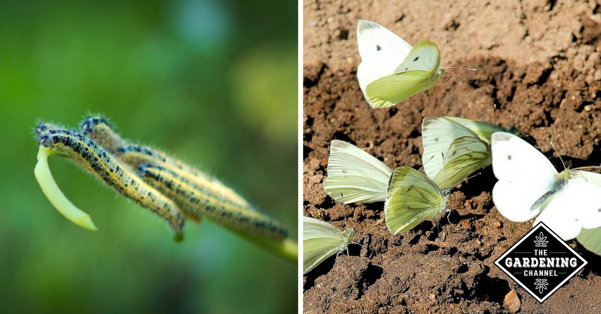 How To Fight Cabbage White Caterpillars Gardening Channel