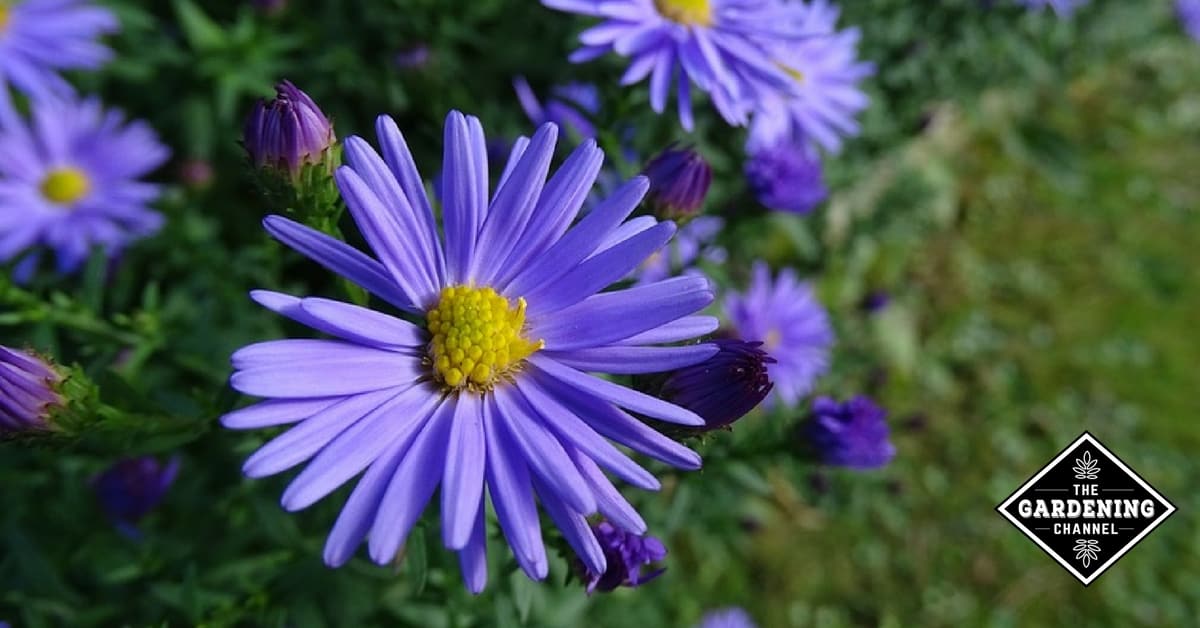 How To Grow Asters Gardening Channel
