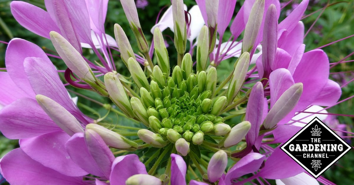 How To Grow Cleome Flower Gardening Channel