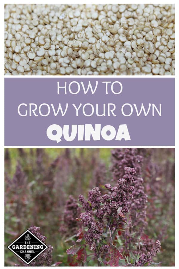 growing quinoa