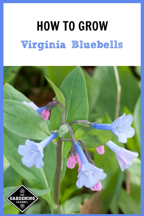 How To Grow Virginia Bluebells Gardening Channel
