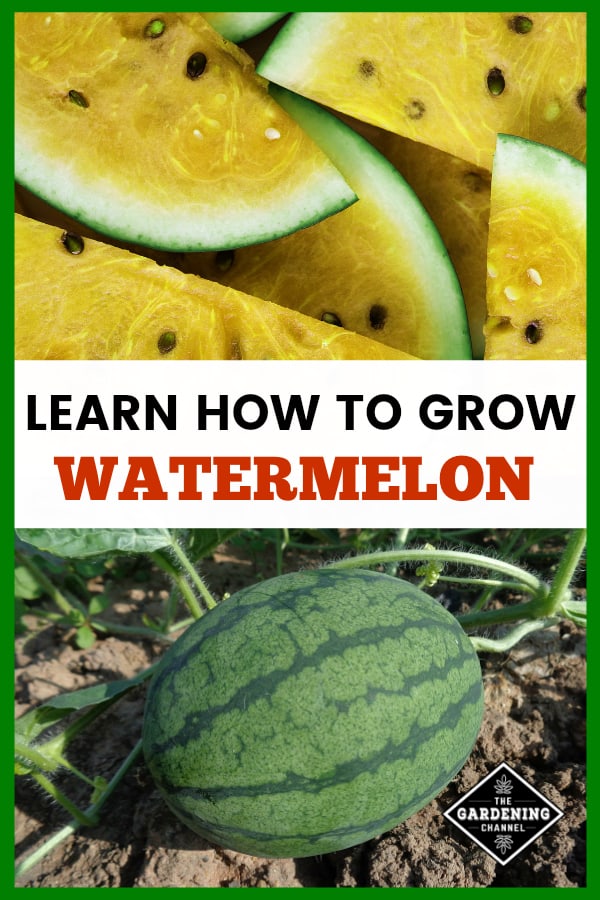 How To Grow Watermelon Gardening Channel