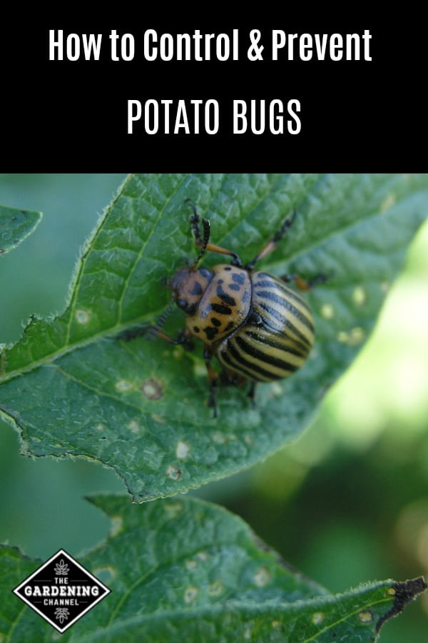 Potato Bugs How To Prevent And Control Gardening Channel