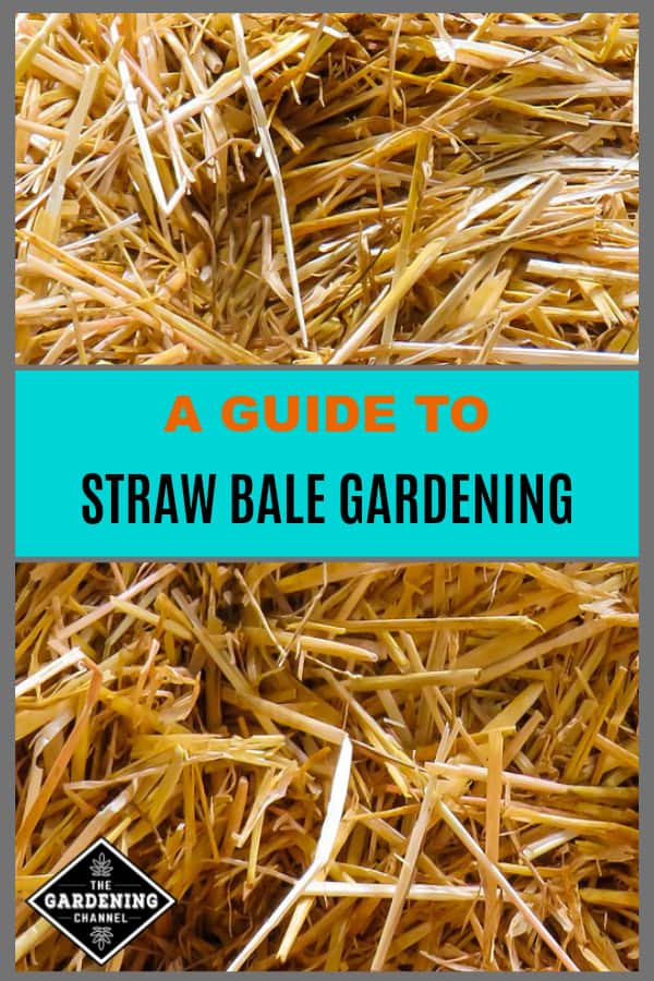 Beginner's Guide to Straw Bale Gardening