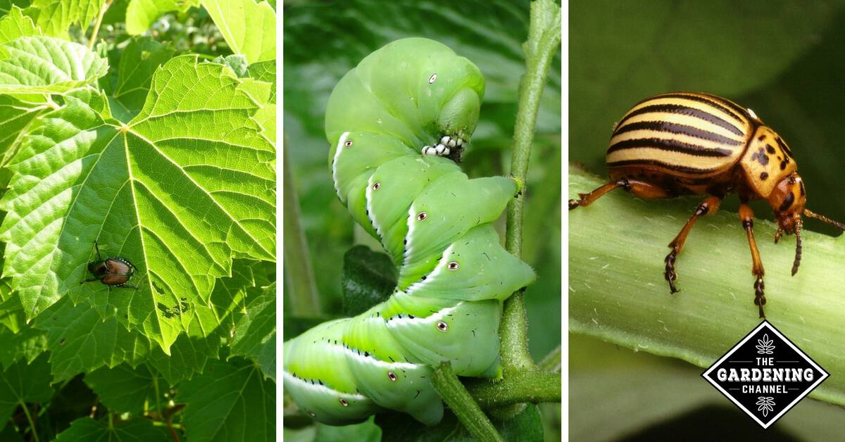 Common Garden Pests Found in the Vegetable Garden Gardening Channel