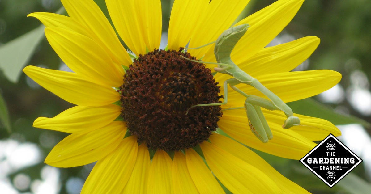 Top 10 Beneficial Insects That Help in the Garden