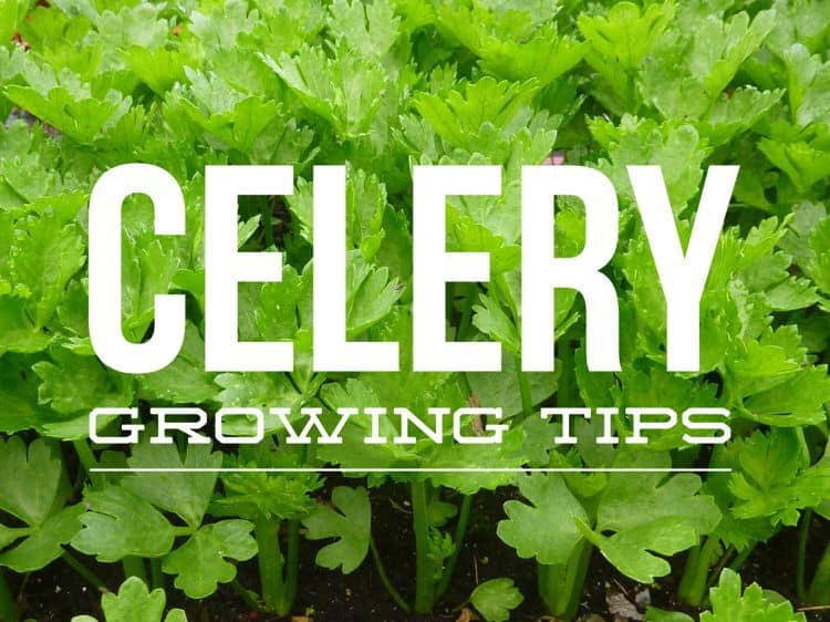 Growing Celery Plants Gardening Channel