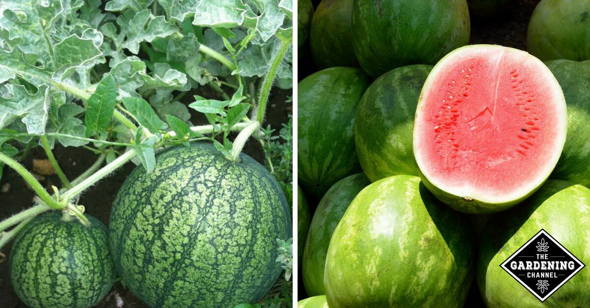 How to Grow Watermelon Gardening Channel