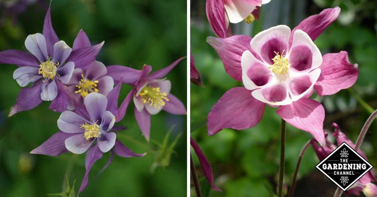 How to Grow Columbine Flowers Gardening Channel
