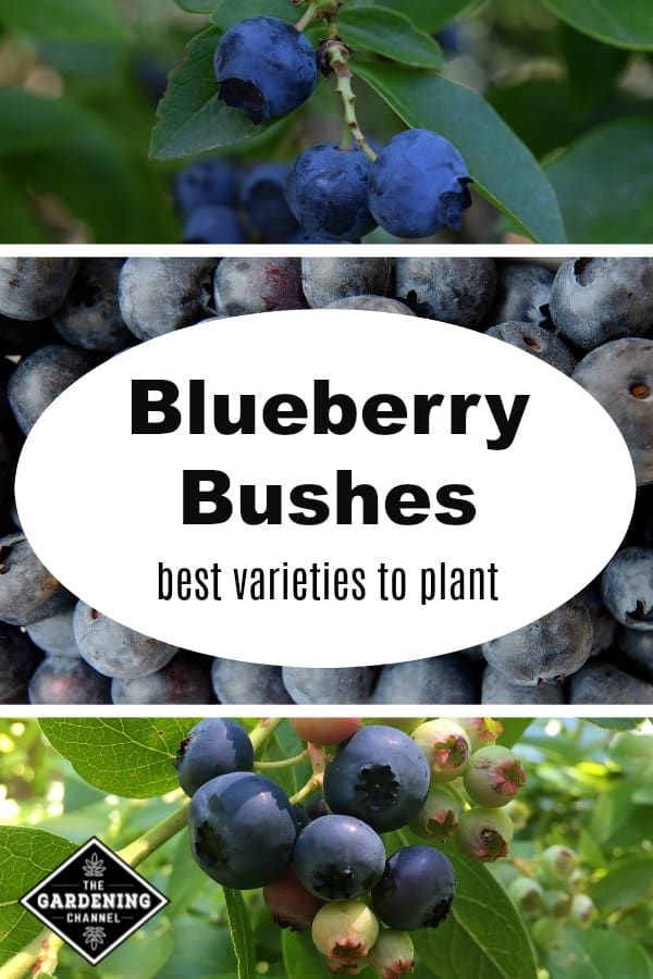 Blueberry Bush Varieties Gardening Channel