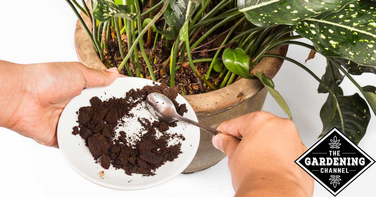 How To Make Potting Soil With Eggshells And Coffee Grounds Home Grown Fun