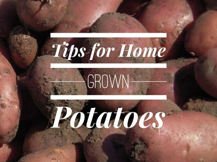 Growing Potatoes in Home Garden Gardening Channel