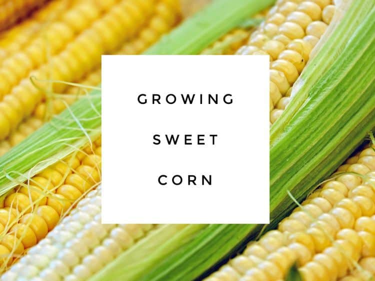 Growing Sweet Corn in the Home Garden Gardening Channel