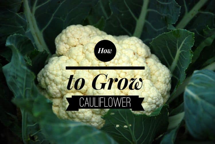 How to Grow Cauliflower Gardening Channel