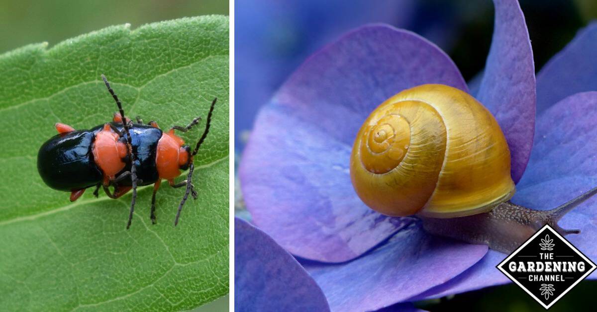 7 Gardening Danger Signs And The Pests That Cause Them Gardening Channel 7 Gardening Danger Signs And The Pests That Cause Them Gardening Channel