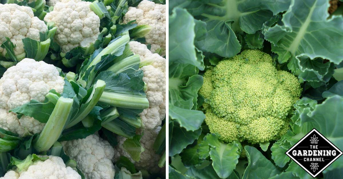 How To Grow Cauliflower Gardening Channel how-to-grow-cauliflower-gardening-channel