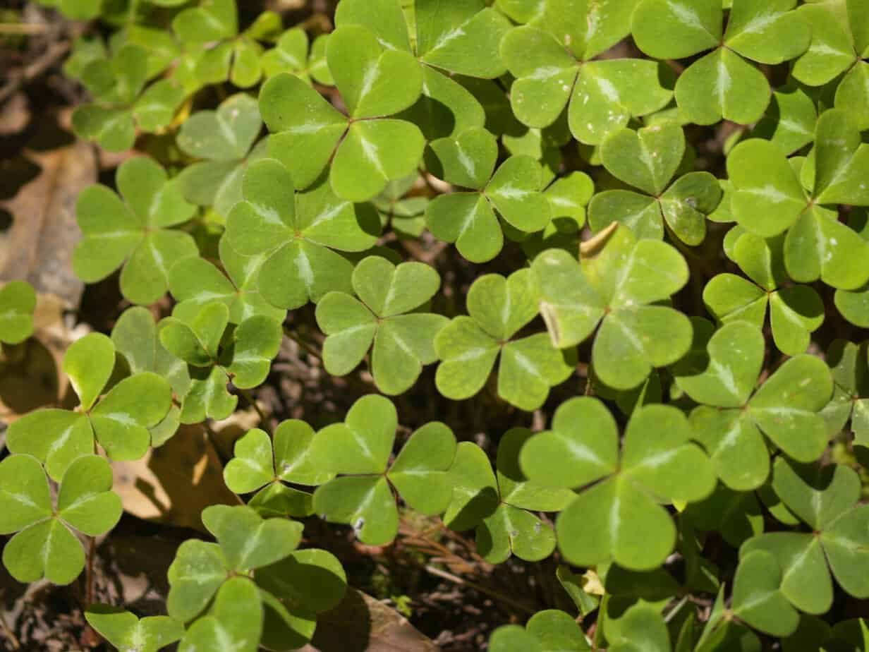 How to Use Ground Cover as Living Mulch Gardening Channel