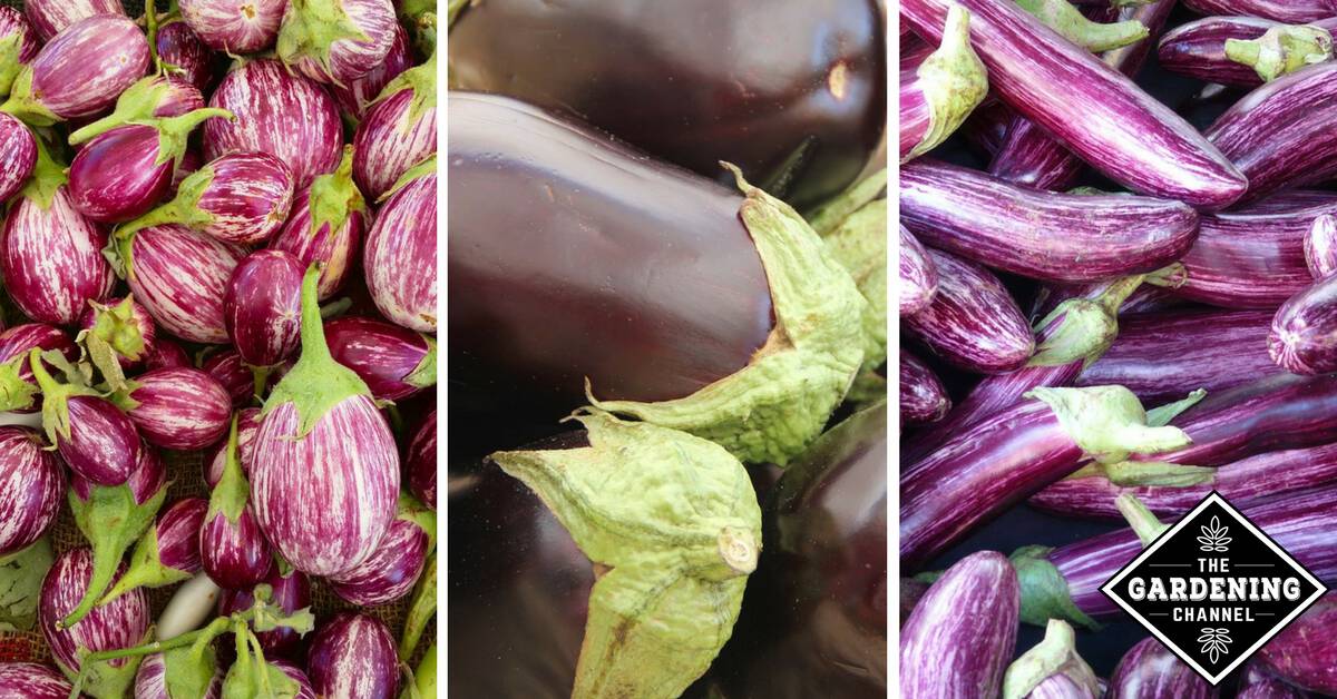 Growing Eggplants from Seedlings to Harvest Gardening Channel