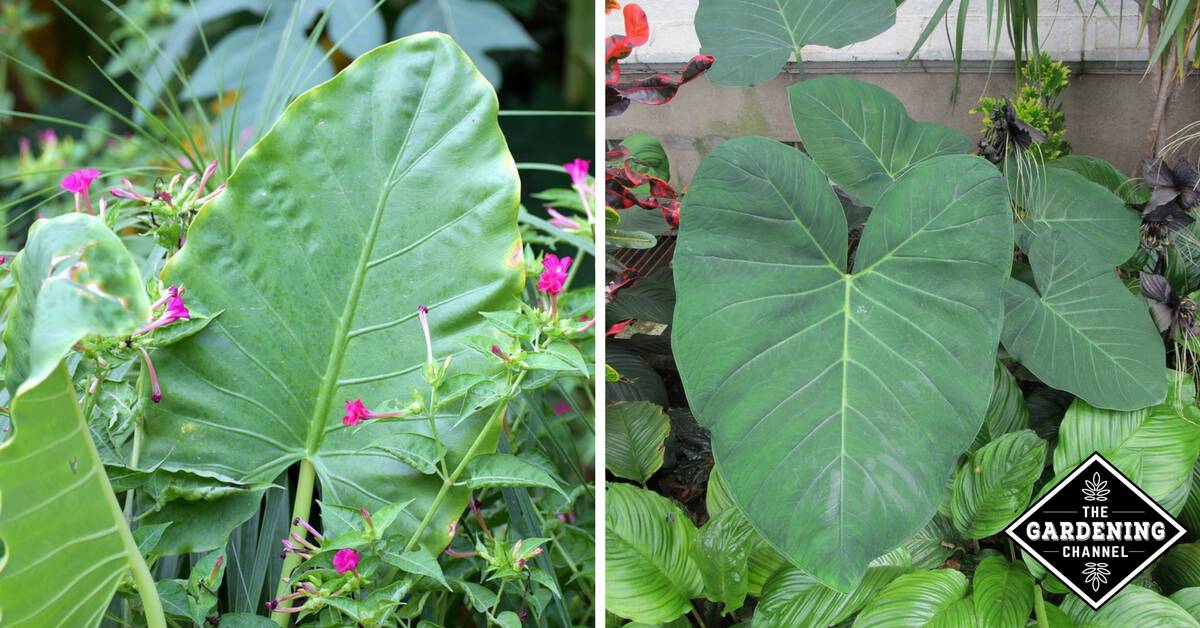 Growing Elephant Ear Plants Gardening Channel